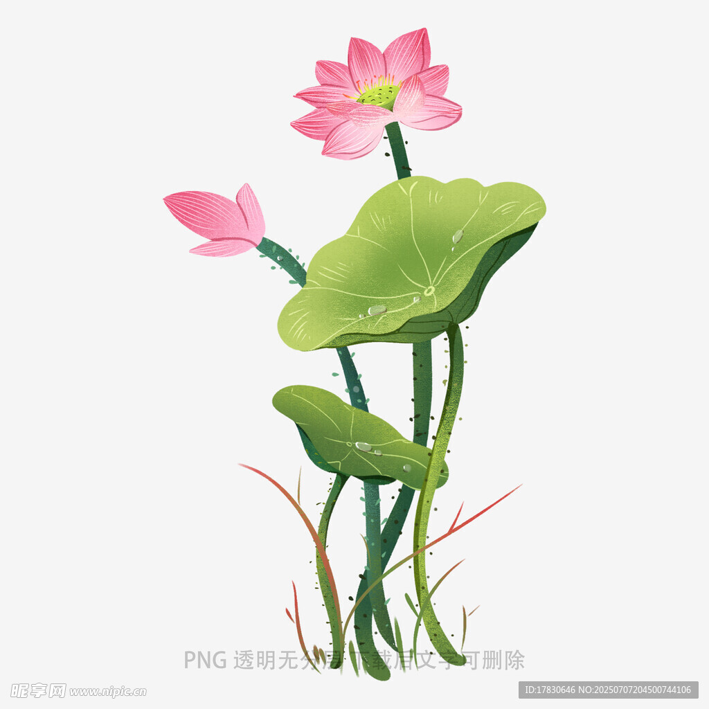 手绘粉色荷花与荷叶