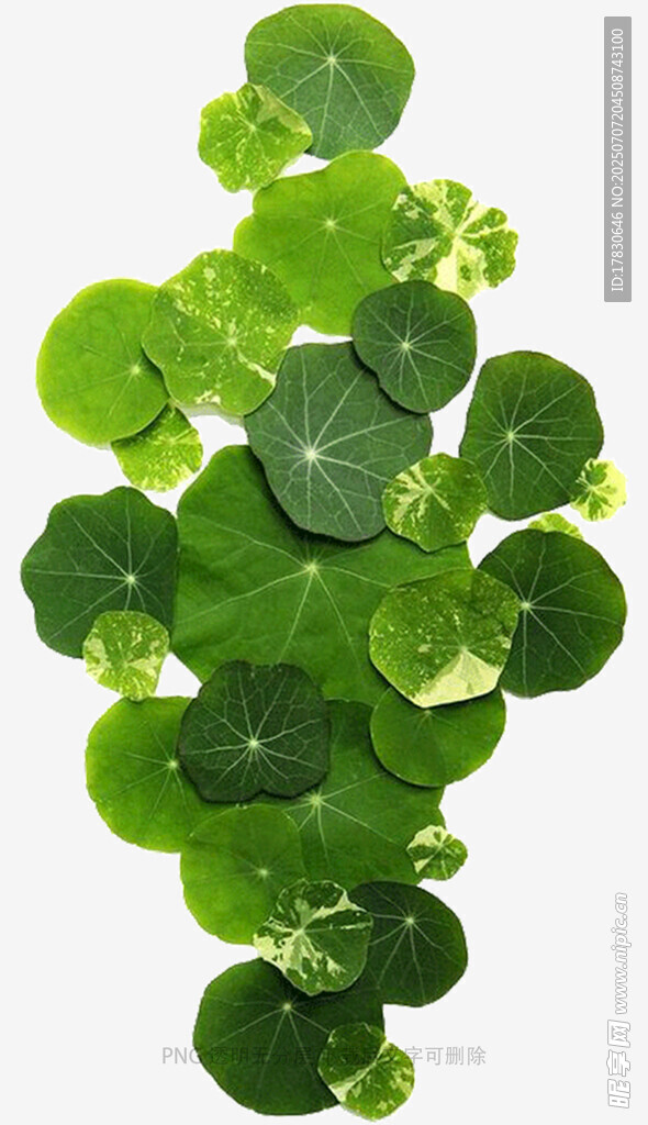 翠绿三叶草叶片特写