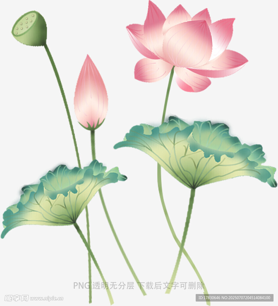粉色荷花与荷叶插画