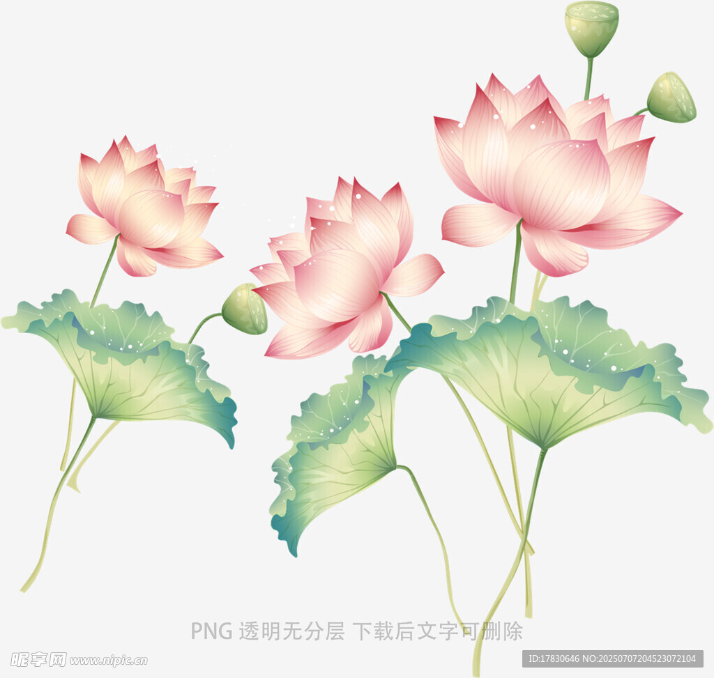 手绘粉色荷花荷叶图案