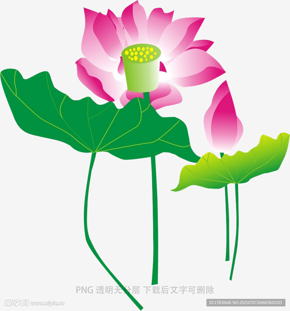 粉色荷花插画