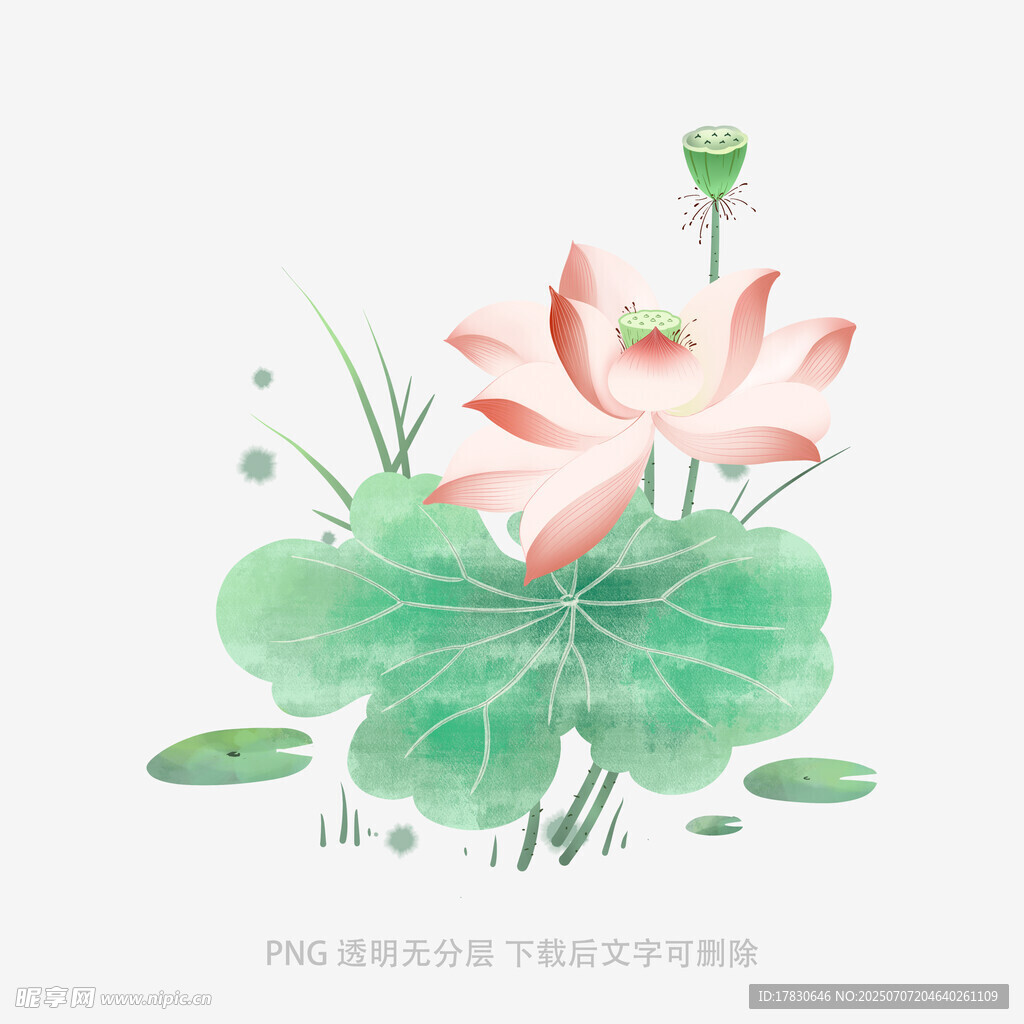 水墨风荷花荷叶插画