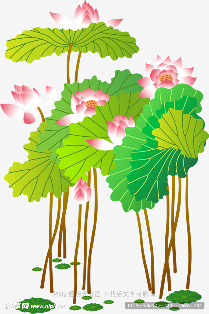 夏日荷花绽放美景