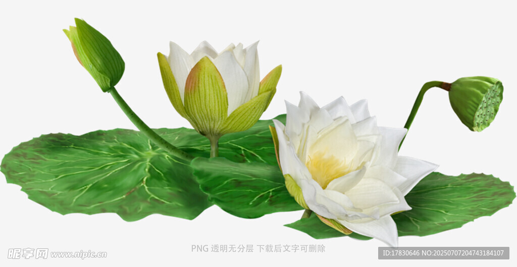 洁白荷花与翠绿荷叶