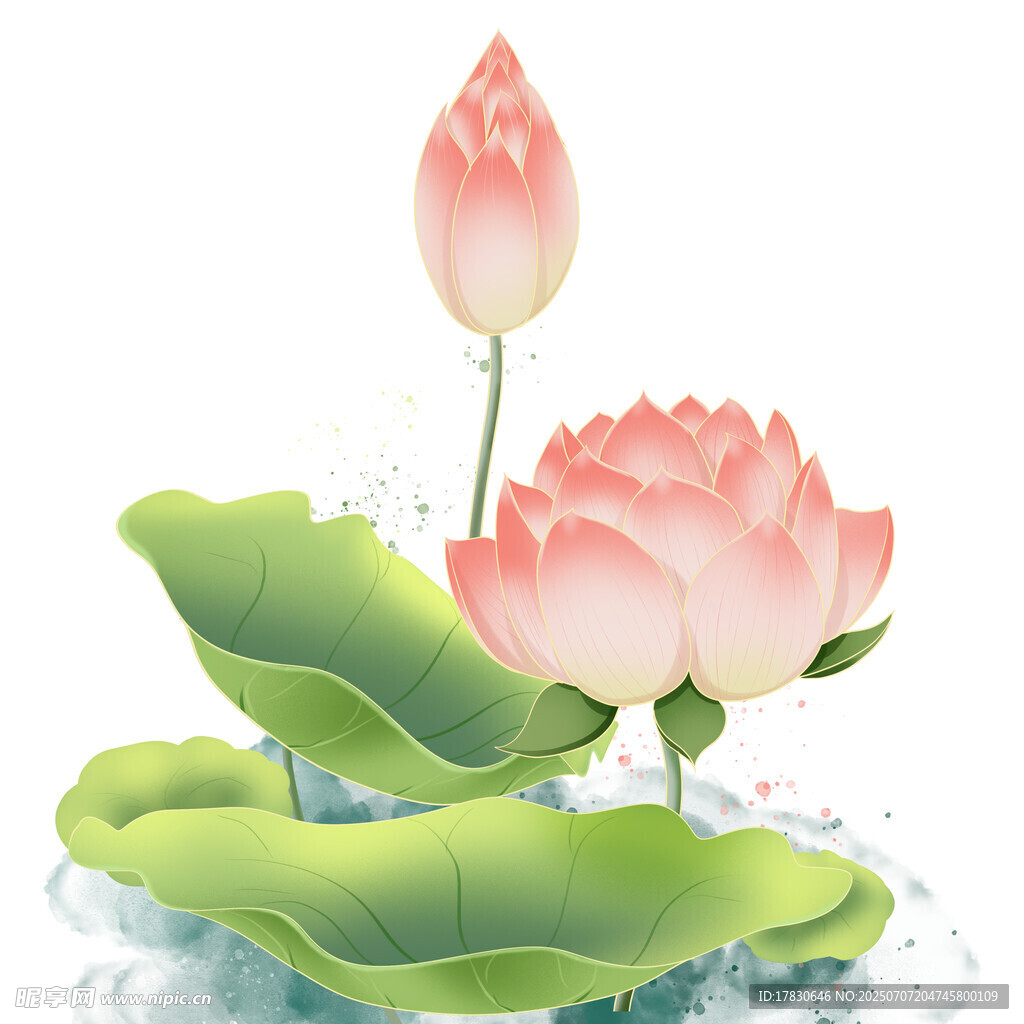 出水荷花图