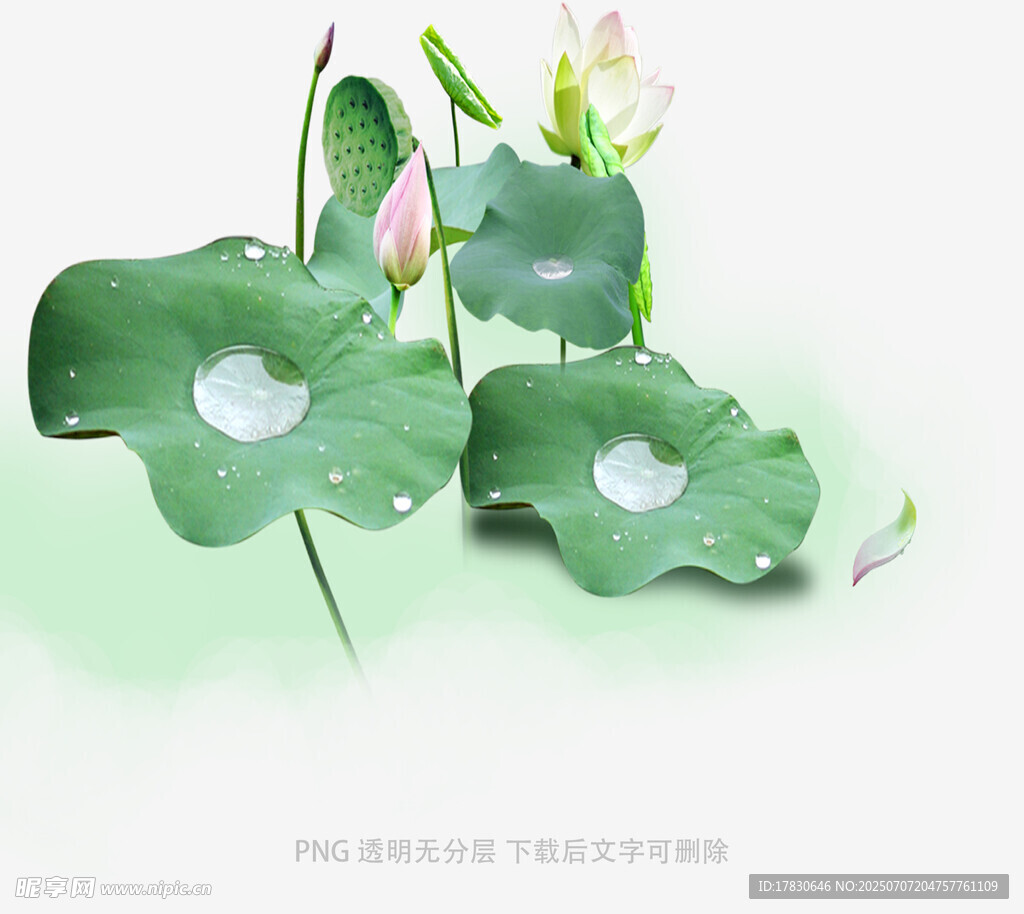 清新荷叶与荷花静物图