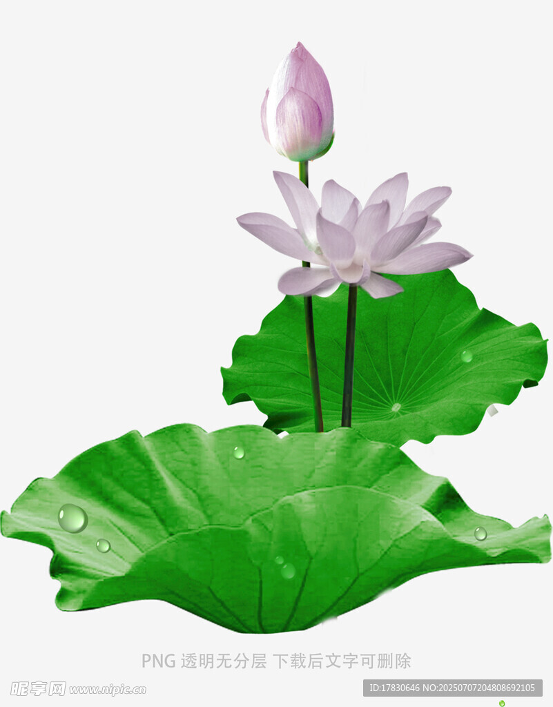 水墨风荷花荷叶插画
