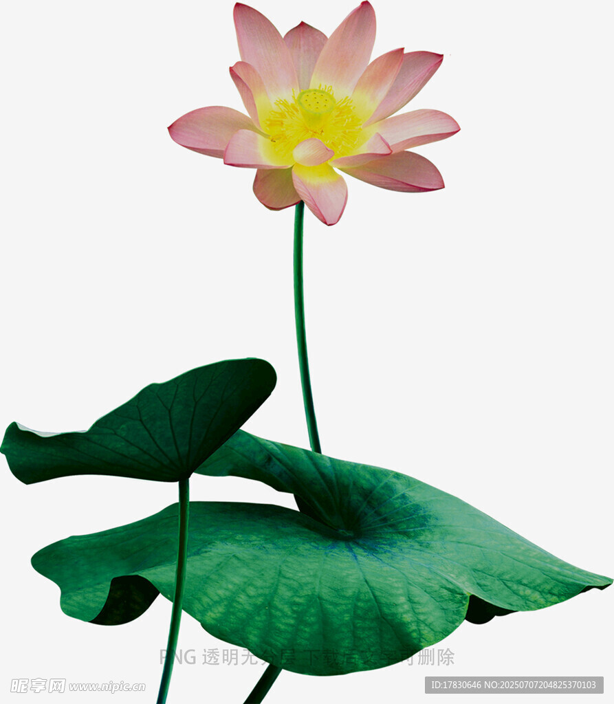 粉色荷花与翠绿荷叶
