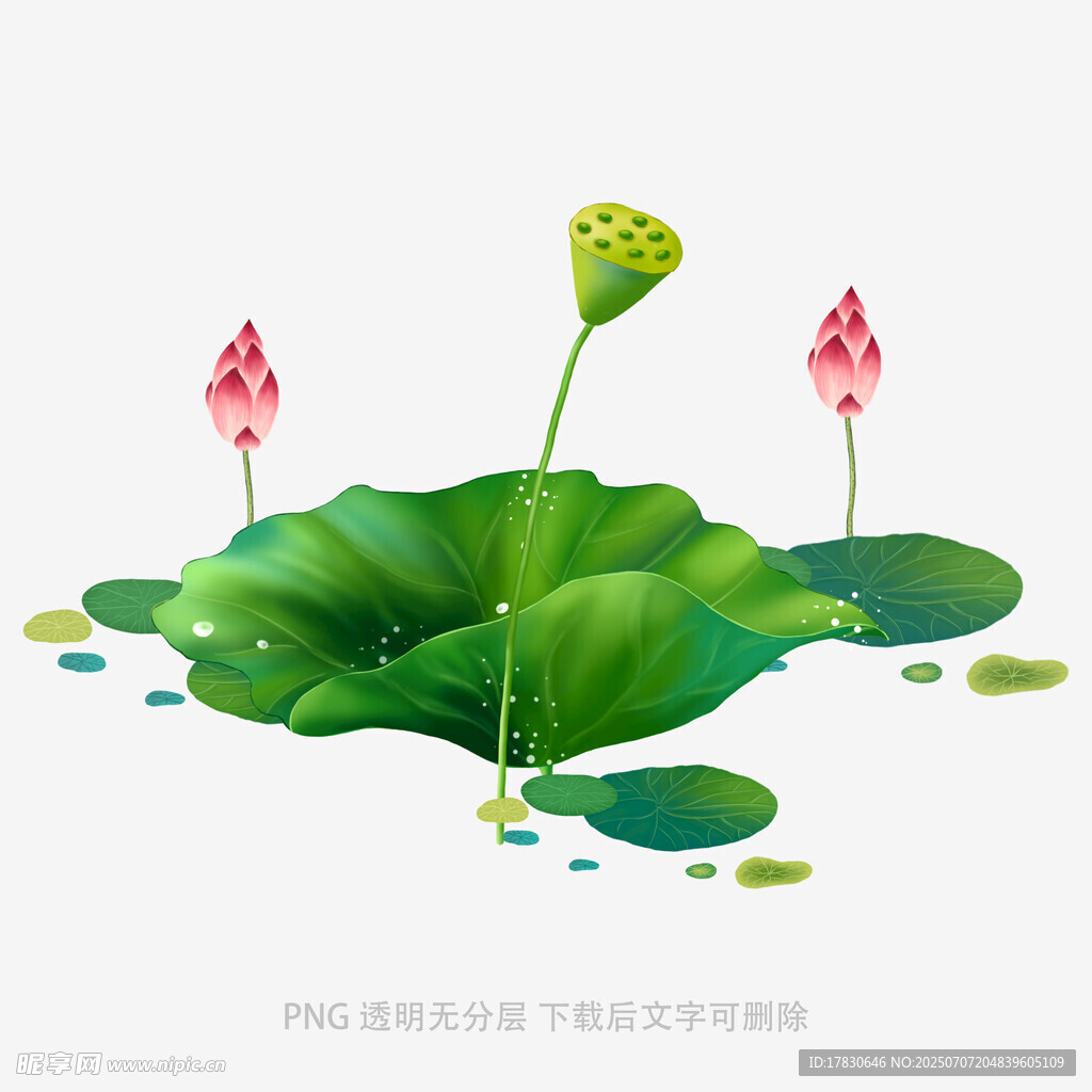 夏日荷塘荷叶荷花插画