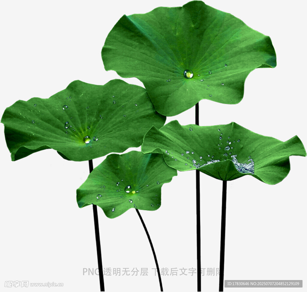 莲花