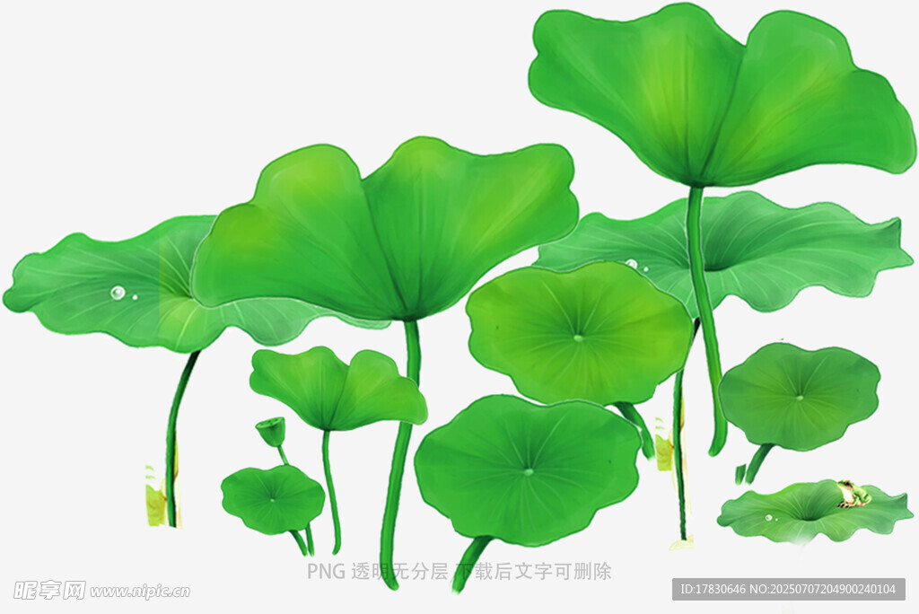 清新荷叶素材