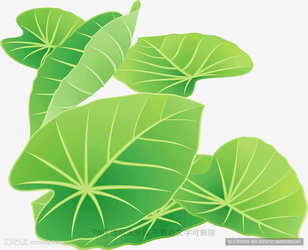 清新荷叶插画