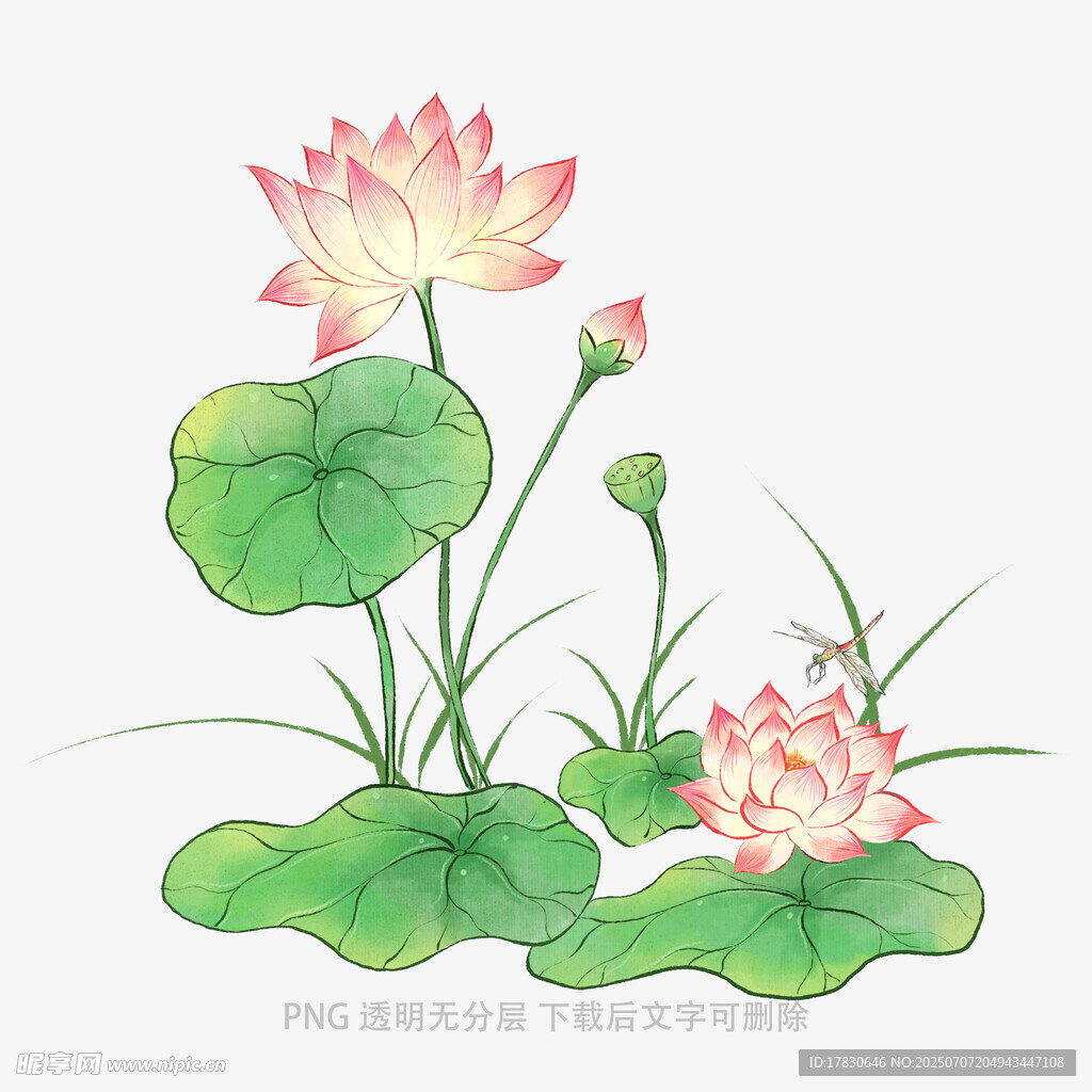 水墨风荷花插画