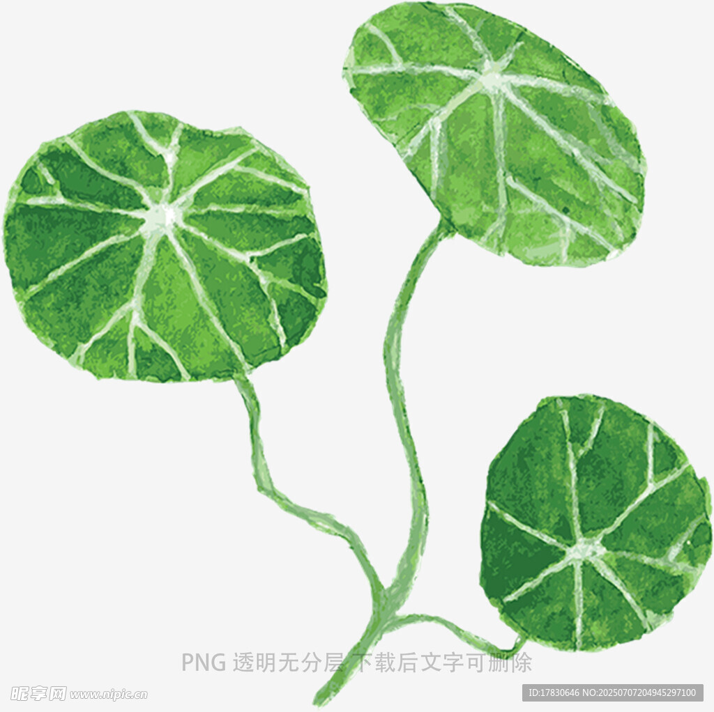 手绘清新荷叶植物插画