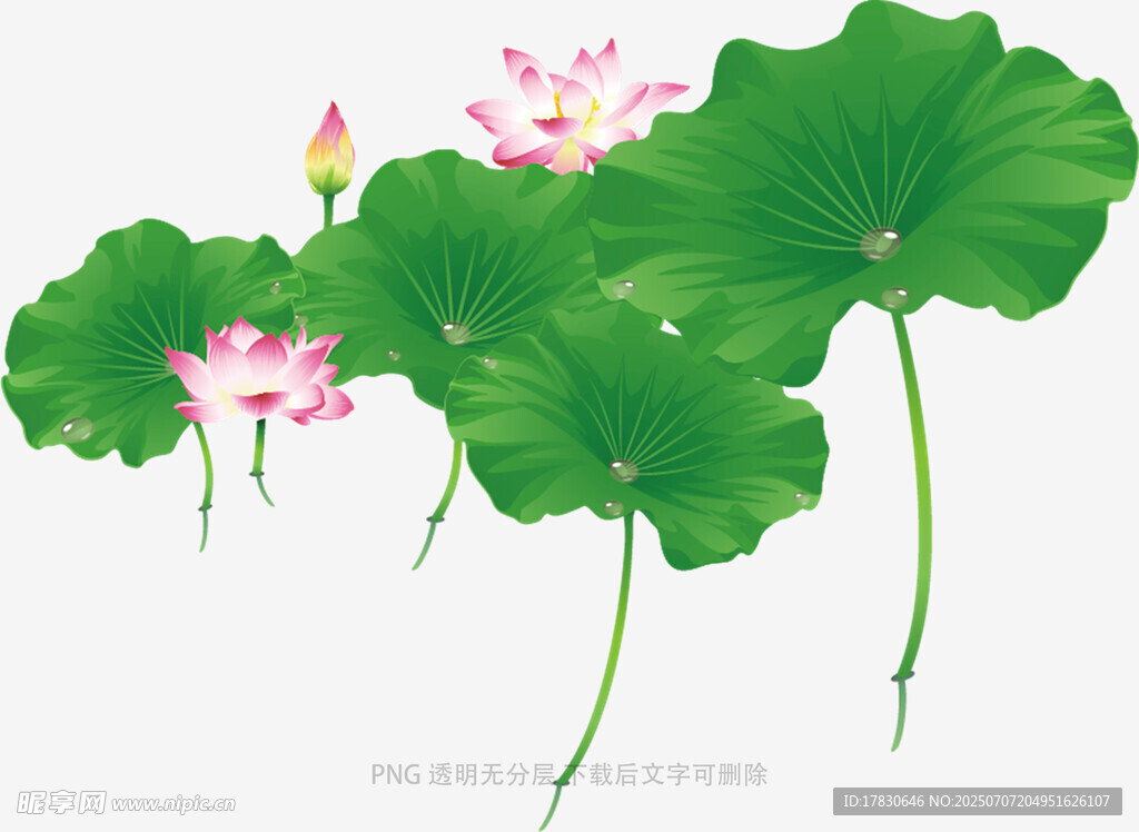 水墨风荷花荷叶插画