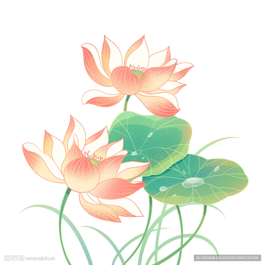 水墨风盛开荷花插画