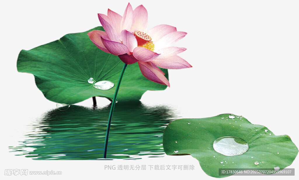 水中绽放的娇艳粉色荷花
