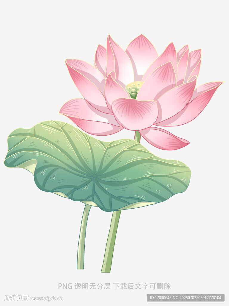粉色荷花与荷叶插画