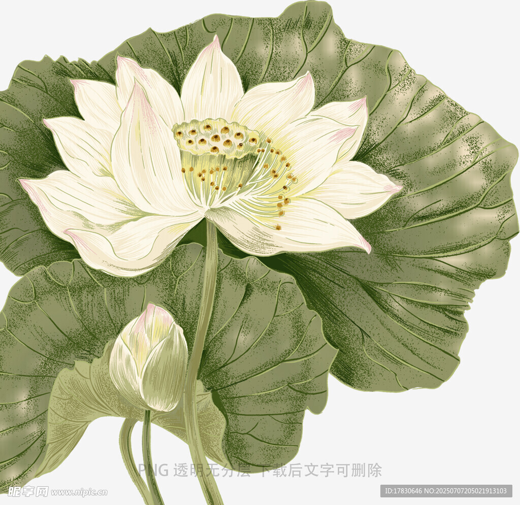 水墨风白莲花与荷叶图
