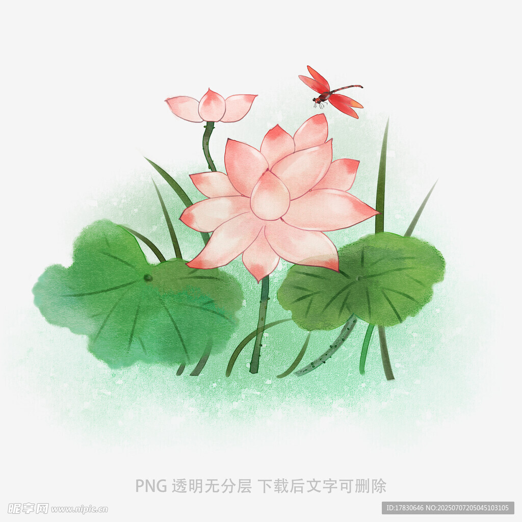 夏日荷花蜻蜓图