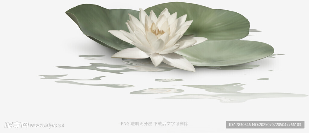 白色睡莲与绿叶静美画面