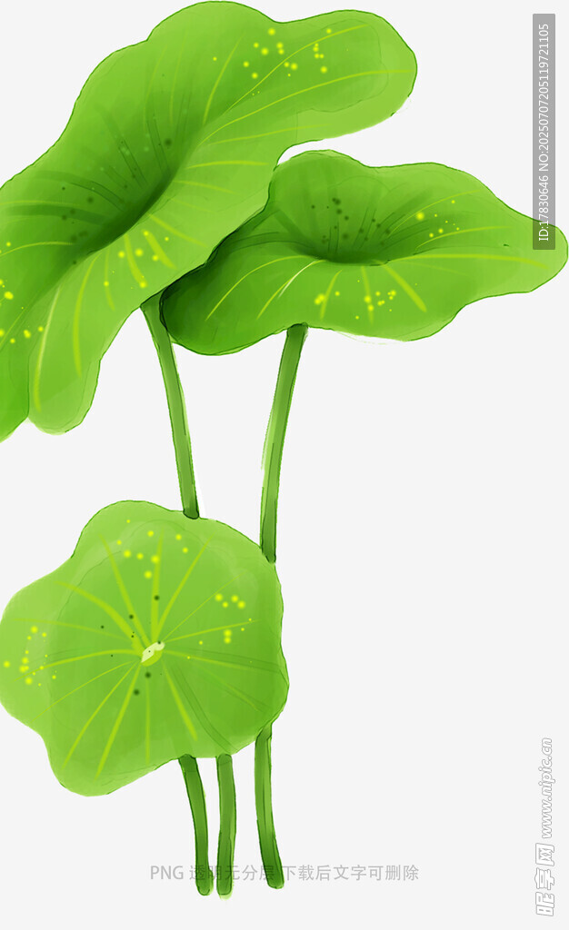 清新荷叶插画
