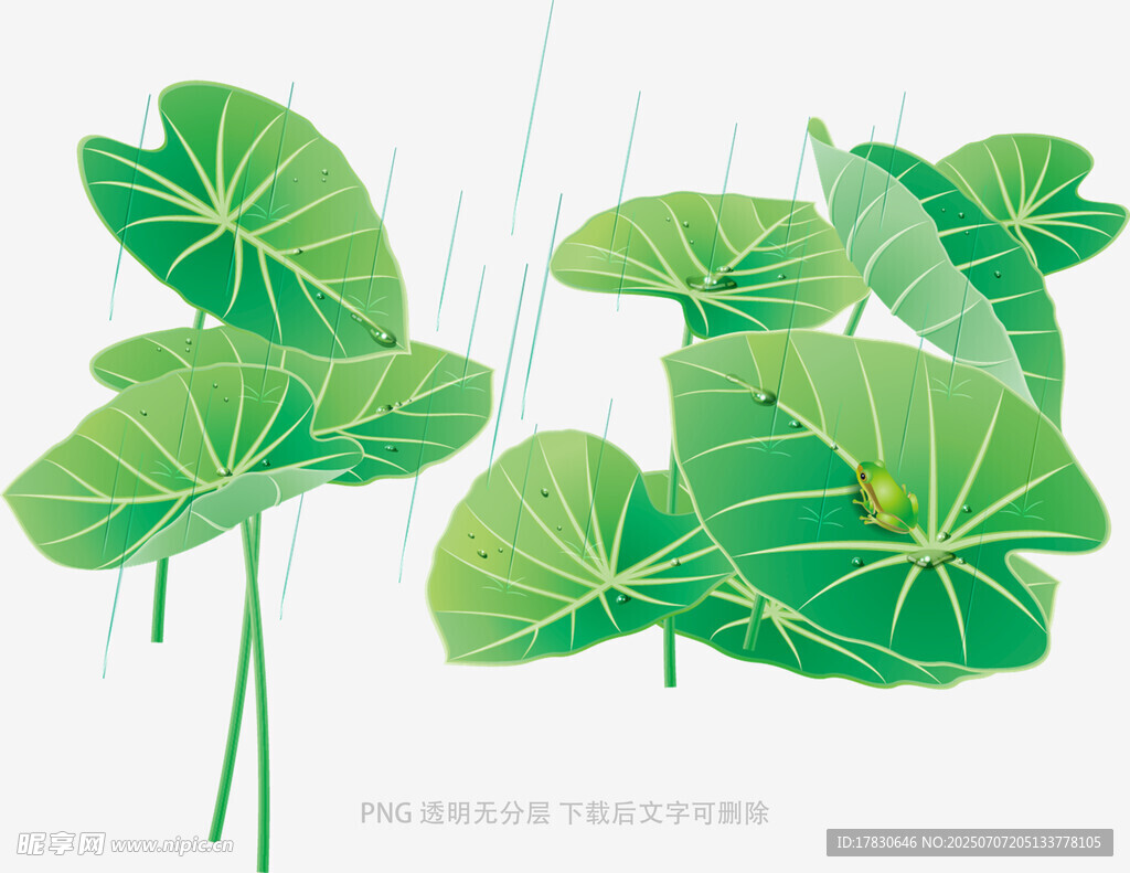 清新荷叶插画