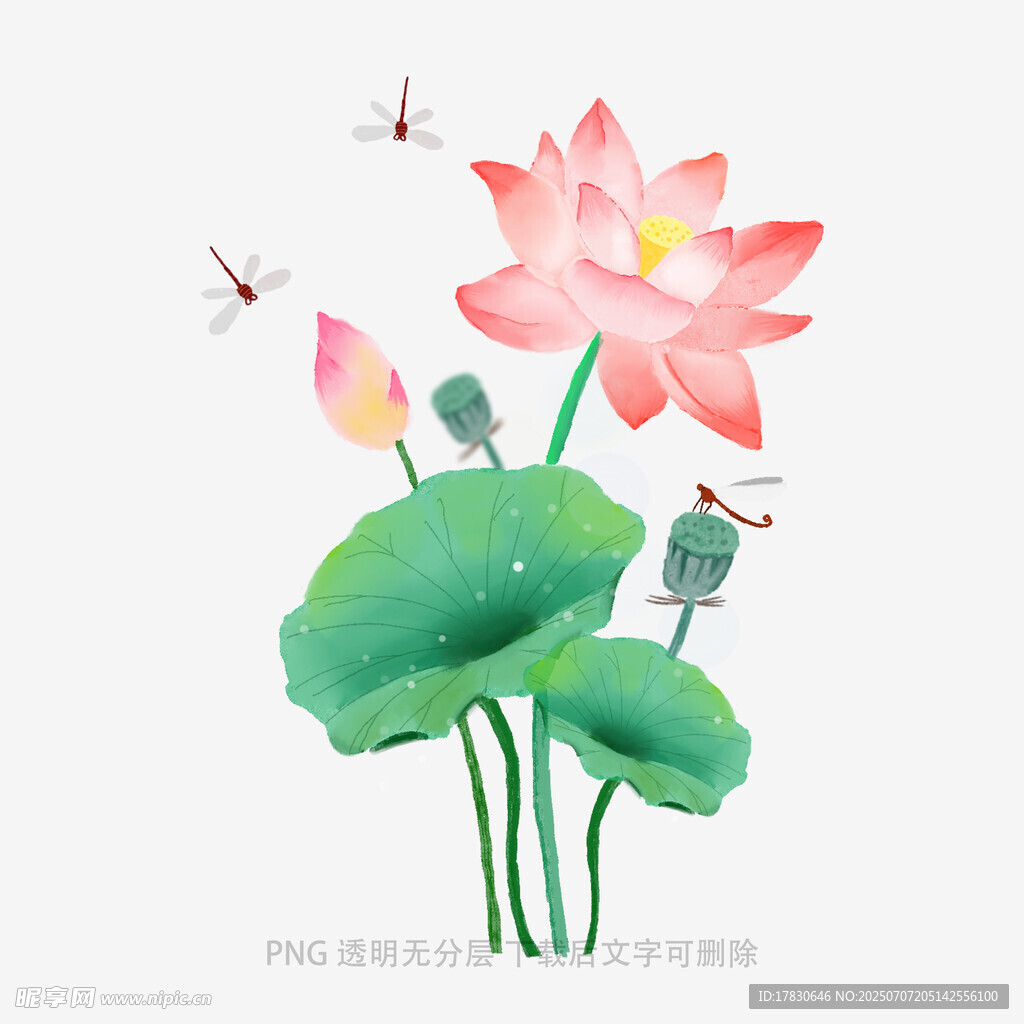 夏日荷花蜻蜓插画