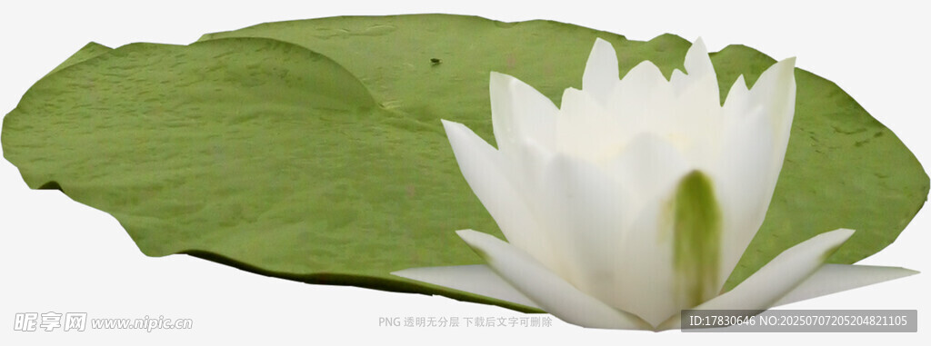 洁白睡莲伴绿叶