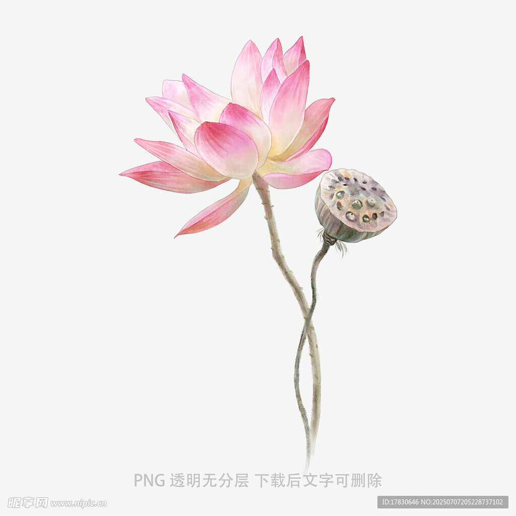 粉色荷花与莲蓬特写