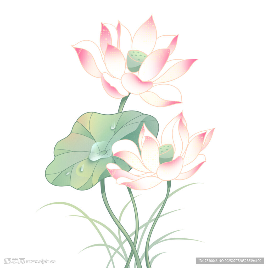 水墨风双荷花插画