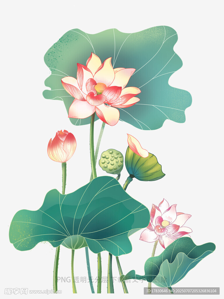 夏日荷花绽放图