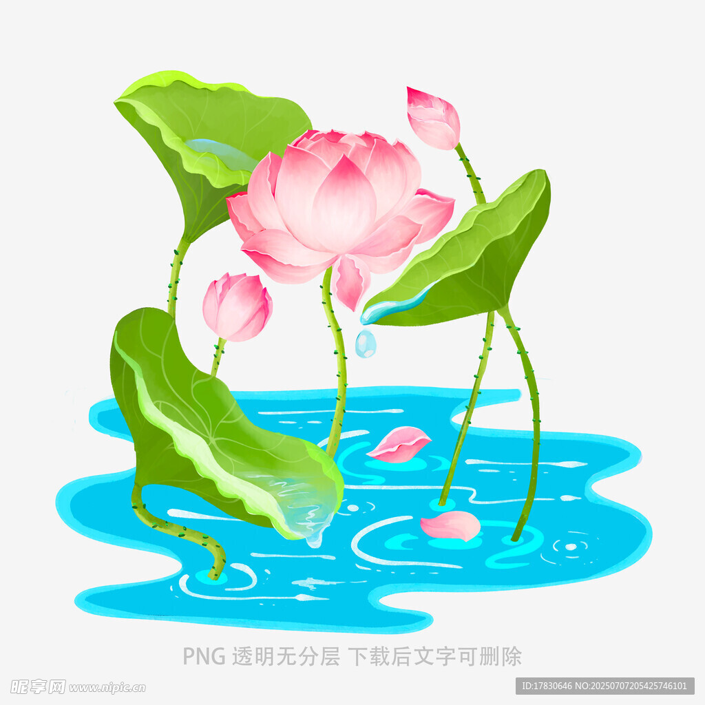 水中绽放的粉色荷花