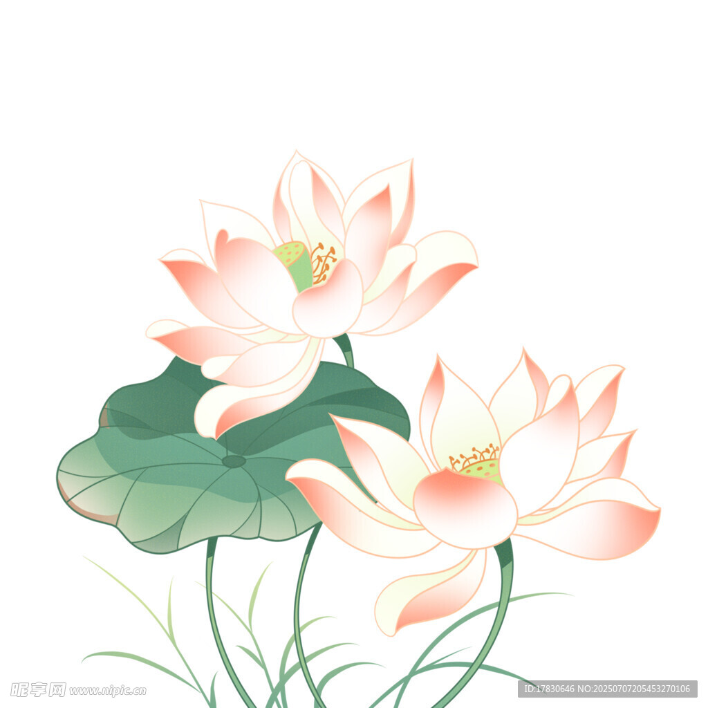 水墨风盛开荷花插画