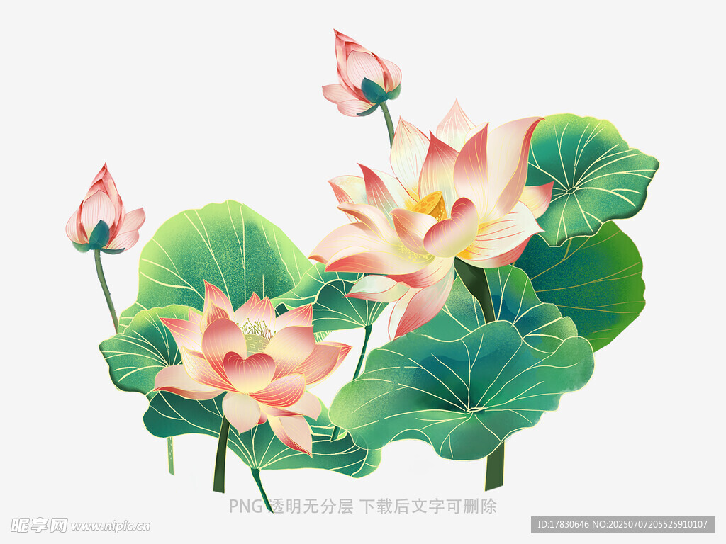 夏日荷花绽放图
