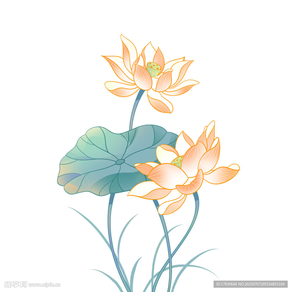 水墨风盛开荷花插画