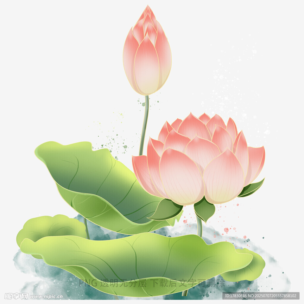 水墨风盛开荷花与荷叶
