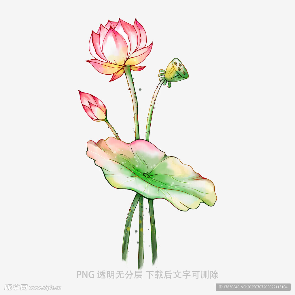 水墨风荷花插画