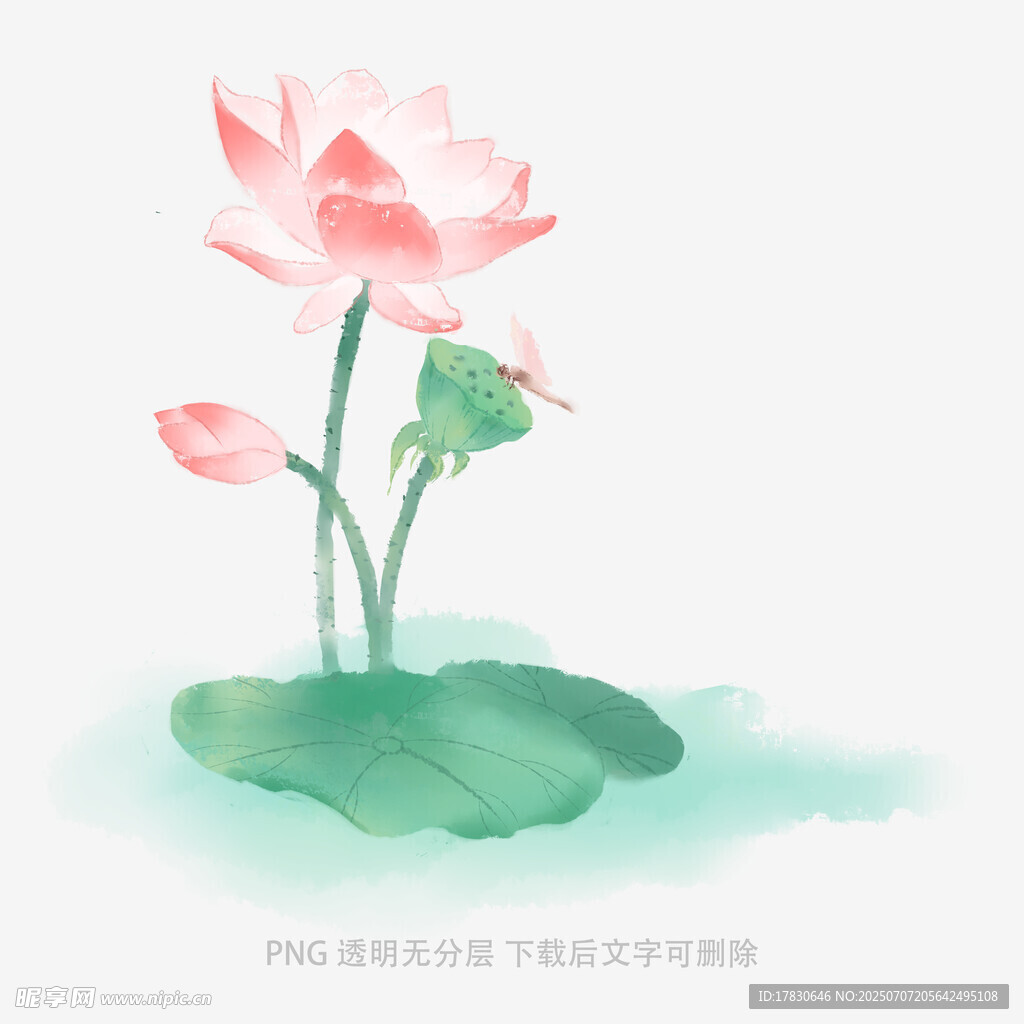 水墨风粉色荷花插画