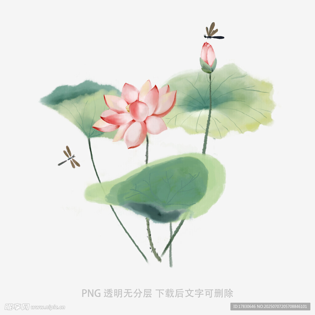 水墨荷花蜻蜓图