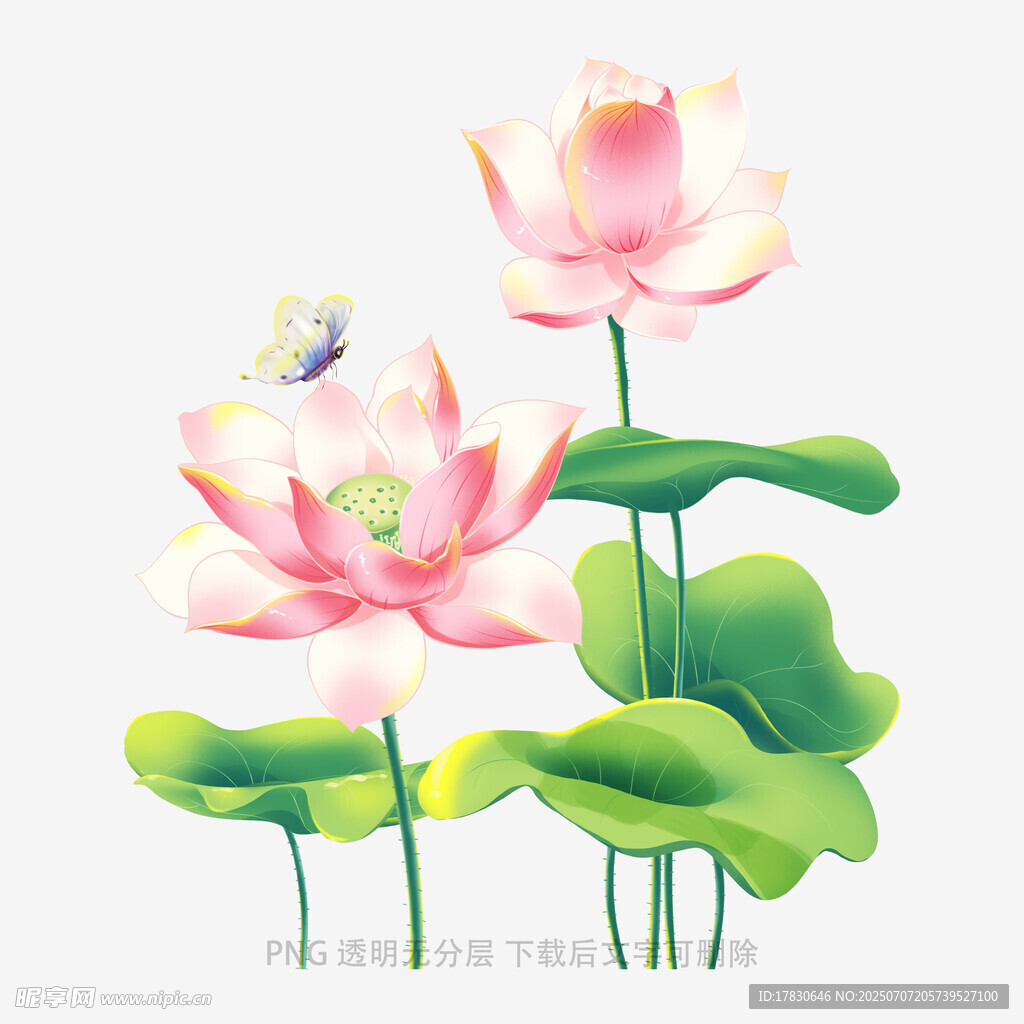 粉色荷花与绿叶插画