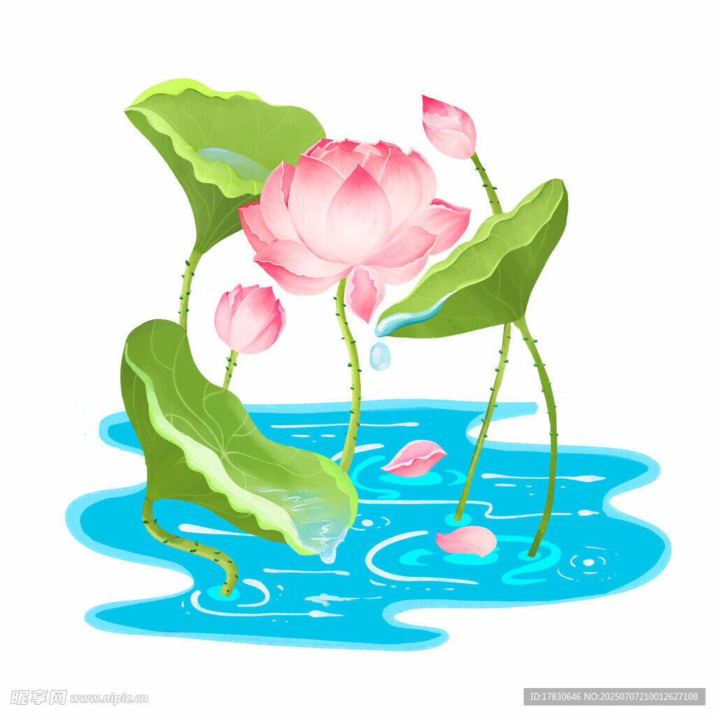 水中绽放的美丽粉色荷花