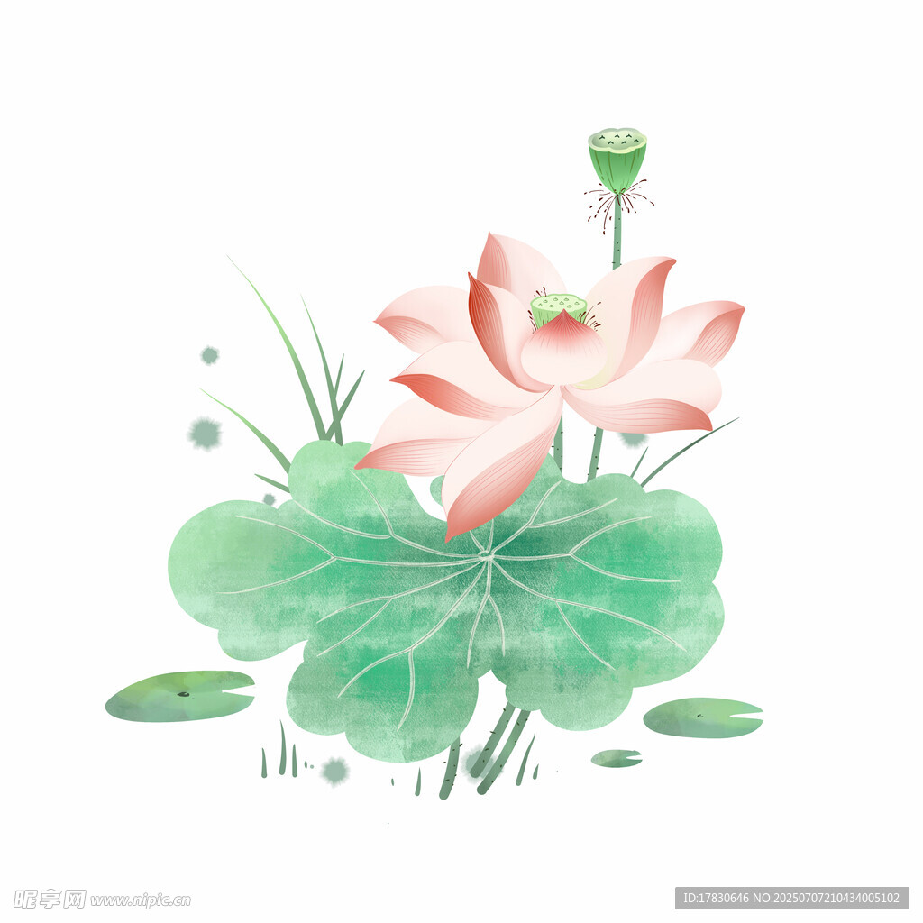 水墨风荷花荷叶插画