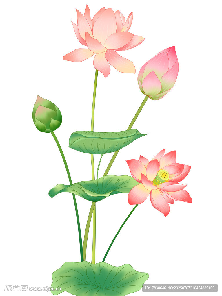 水墨风盛开荷花插画