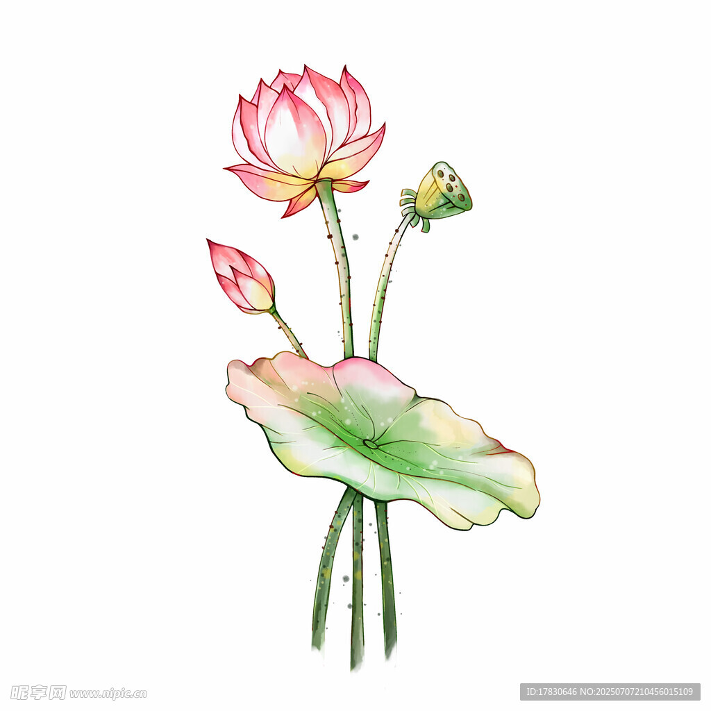 水墨风荷花插画