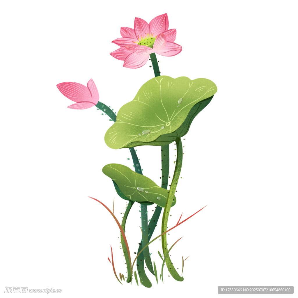 粉色荷花与荷叶插画