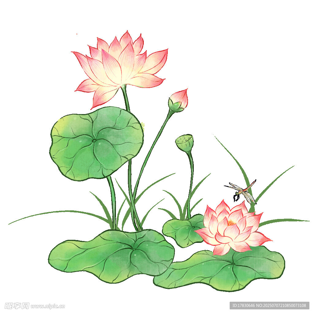 水墨风荷花插画