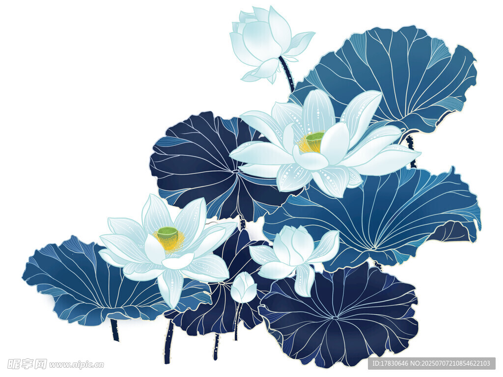 蓝白荷花插画