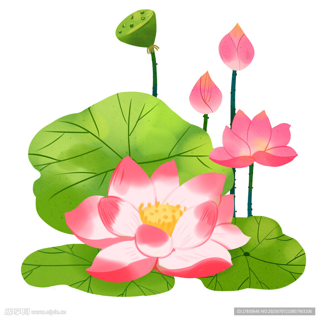 夏日荷花绽放