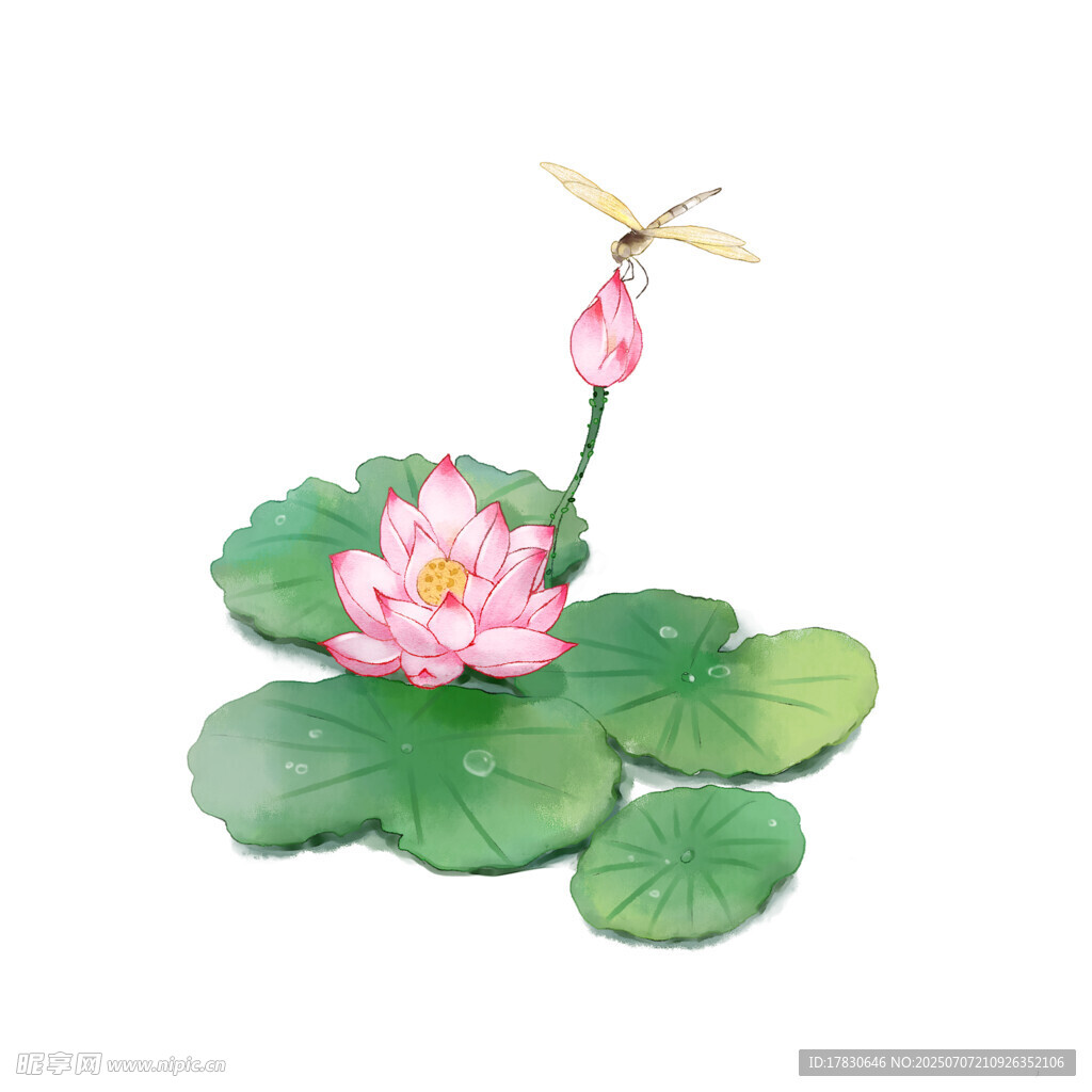 莲花